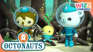 Octonauts  Underwater Forests! | Cartoons for Kids | Wizz Learning