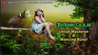 CILILIN GACOR Full Nembak || Pasti JUARA kalau Masteran Cililin ini masuk ke burung kicau anda