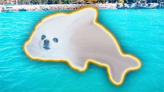 Dogphin