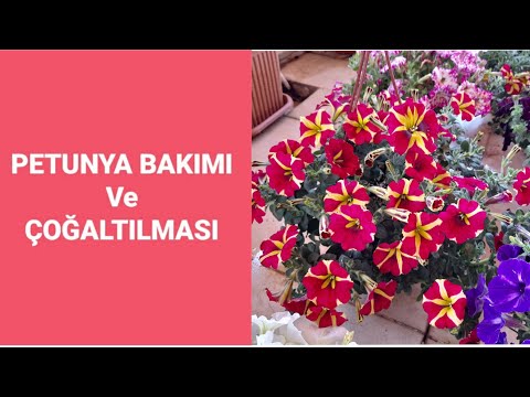 Video: Terry Petunya: Kesimlerle çoğaltma