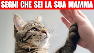 14 segni che il tuo gatto ti considera la sua mamma