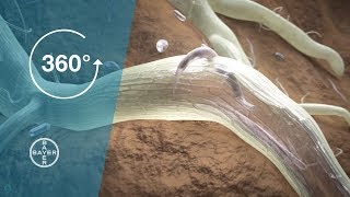 Nematodes and Crop Protection I 360° Video