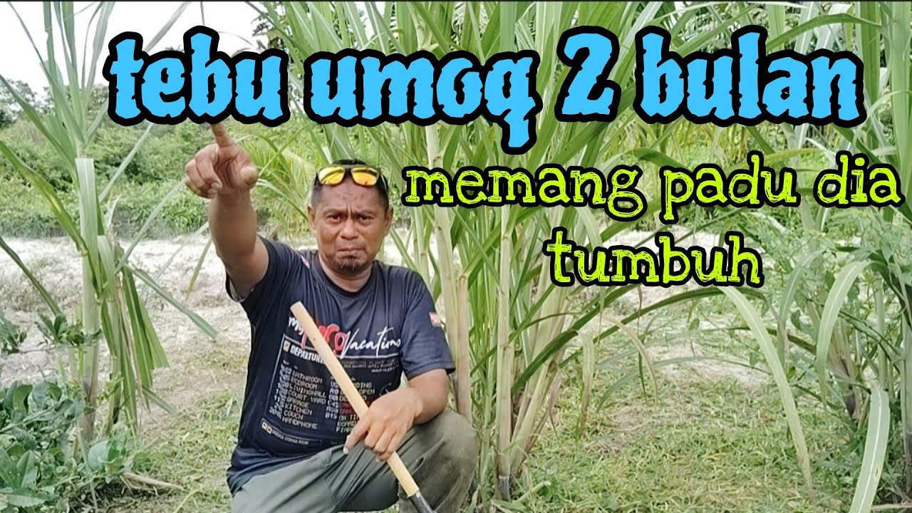 [Episod1178] woow.. pertumbuham pokok tebu dua bulan. memang padu