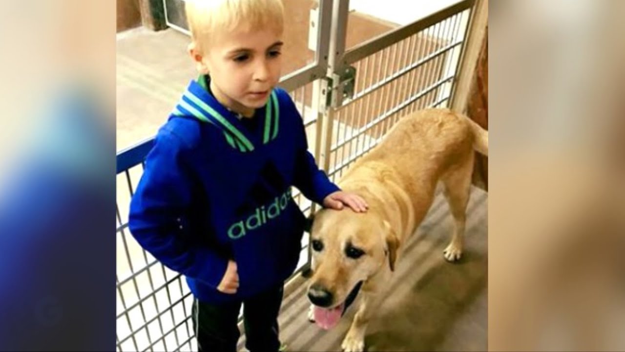 7YearOld Boy Creates An Underground Railroad That Saves 1000s Of Dogs