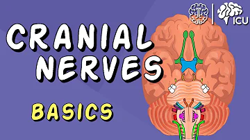 Cranial Nerve BASICS - The 12 cranial nerves and how to REMEMBER them!