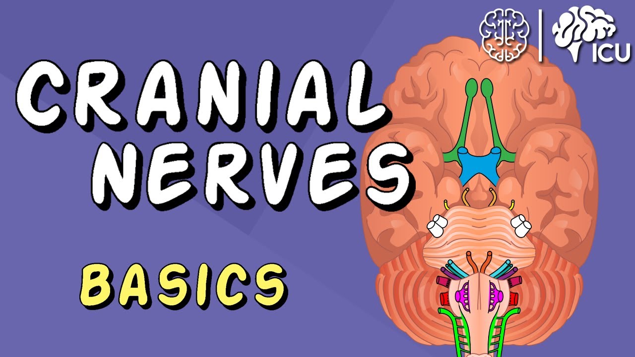 What Is The Name Of Cranial Nerve 12?
