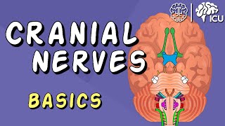 Cranial Nerve BASICS  The 12 cranial nerves and how to REMEMBER them!