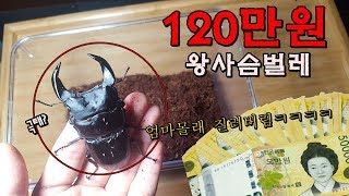 인생 뭐 있어.. 120만원짜리 사슴벌레  엄마 몰래 질러버림ㅋㅋㅋㅋ[정브르]/ buy stagbeetles