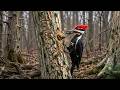 America Spent $12.5 Billion Fighting Invasive Beetles. The Woodpeckers Did It For Free