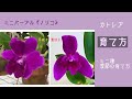 2021年11月21日　【ミニカトレアの育て方】　春夏秋冬の対応策　カトレアはお日様が大好き！　蘭は温度が要ですから季節ごとの注意が必要　カトレアの根は新芽
