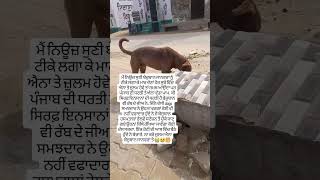 #viral #petshub #viralpost #straydogs #straydog #straydoglove #straydogsofindia #shortvideo #short