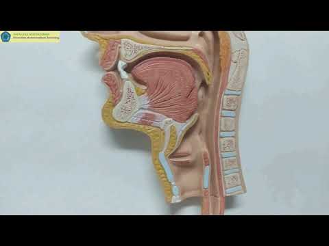 Video: Dimana letak otot cricopharyngeal?