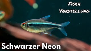 Schwarzer Neon  Hyphessobrycon herbertaxelrodi | Liquid Nature Fisch Vorstellung