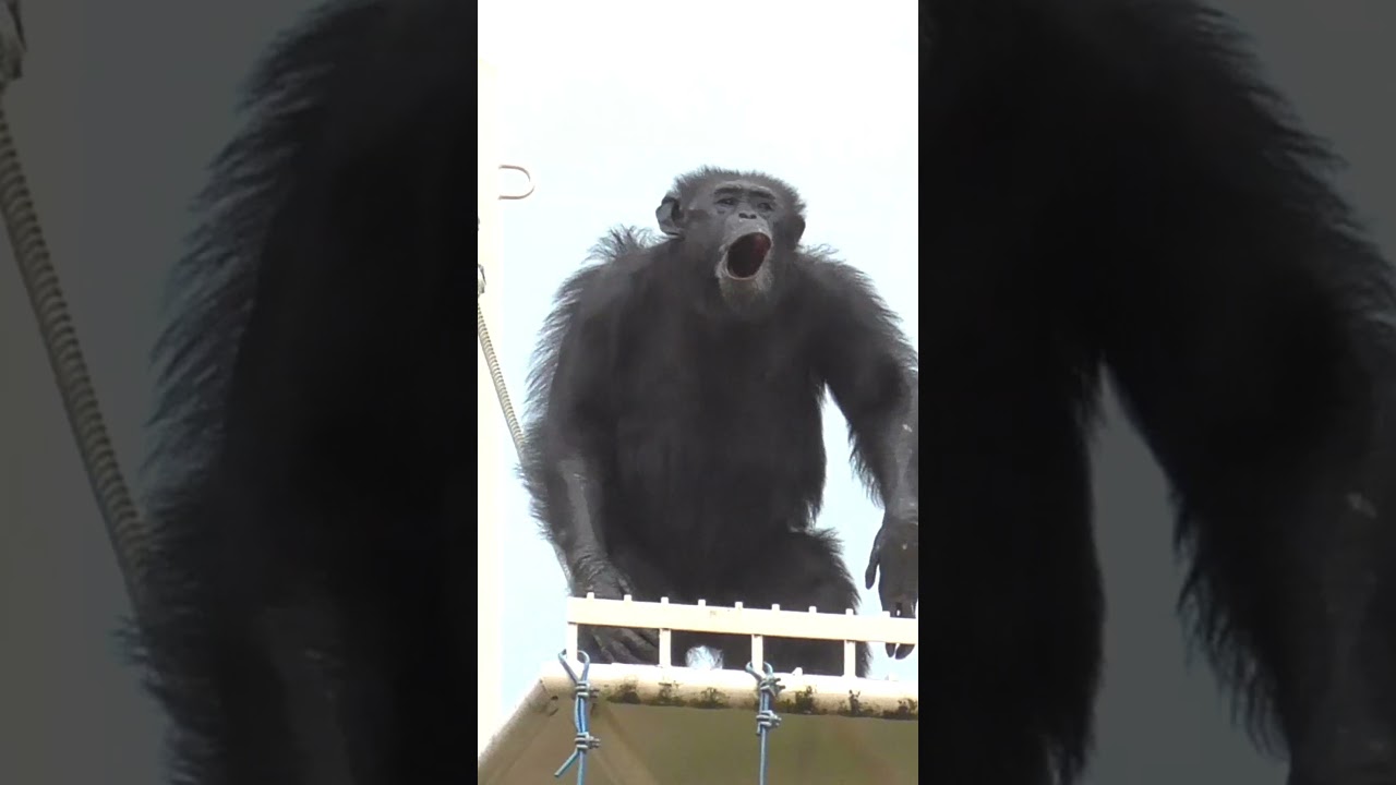 Chimpanzee, suddenly very excited❗. Charlie. Higashiyama Zoo