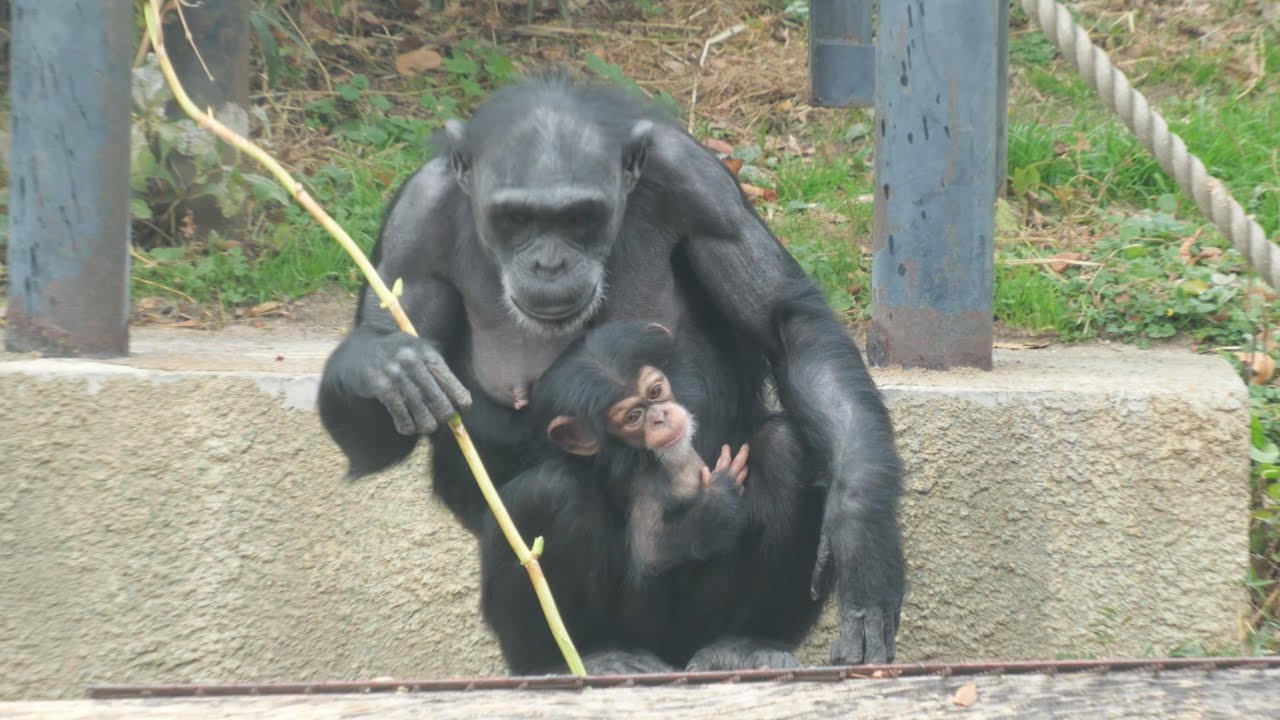 Exciting munching time Kamine Zoo Chimpanzee 202512 - YouTube