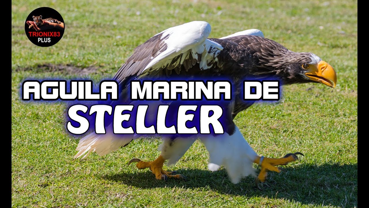 AGUILAS GIGANTES – El aguila mas grande del mundo – AGUILA MARINA DE STELLER  - YouTube