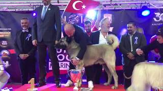 WORLD CHAMPİON KANGAL KARO