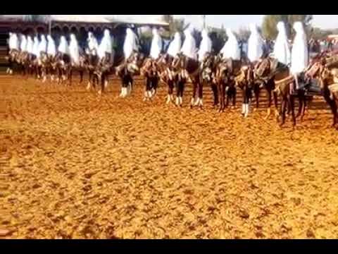 استمع واستمتع عشاق الخيل