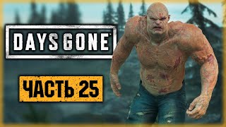 DAYS GONE #25 ☣️ - ТУПЫЕ КАЧКИ! ВСЯ ПРАВДА О ГРОМИЛАХ - Жизнь После (2021)