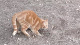 Cute Orange Cat Poops