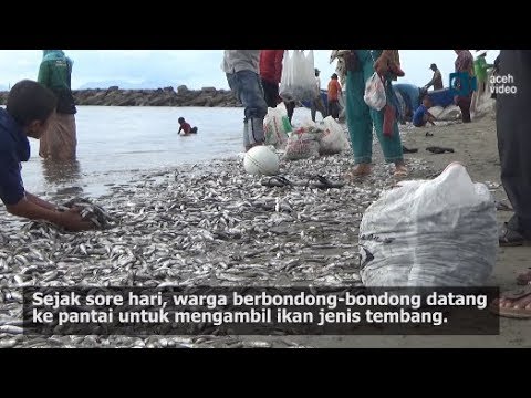 Video: Kue Ikan Tepi Laut