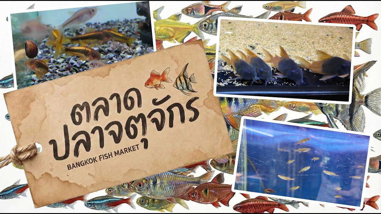 ตะลุยตลาดปลากับซากานะซัง : ตลาดปลาจตุจักร 28/01/2026