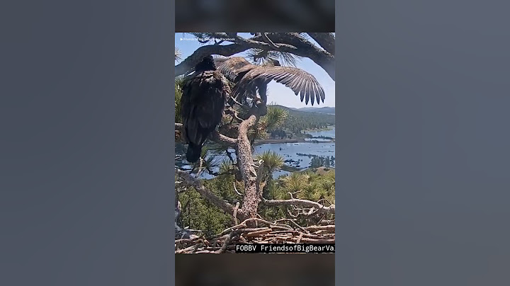 Sunny Takes Flight! First Big Bear Eaglet Leaves the Nest