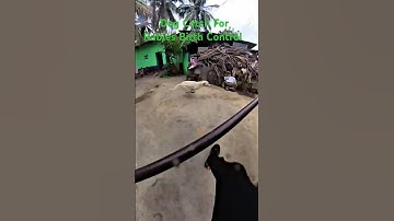 super fast running dog catch #short #shorts #shortsfeed #youtubeshorts