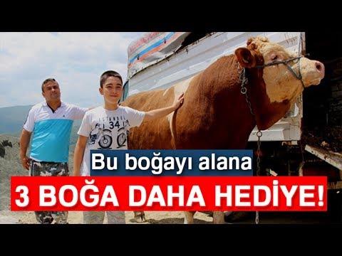 Bu Boğayı Alana, Yanında 3 Boğa Hediye