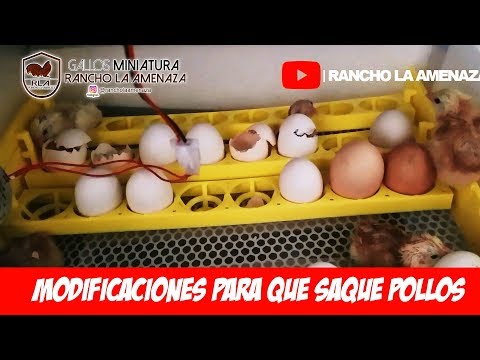 Vídeo: Quina és la diferència principal entre la incubadora i el forn?