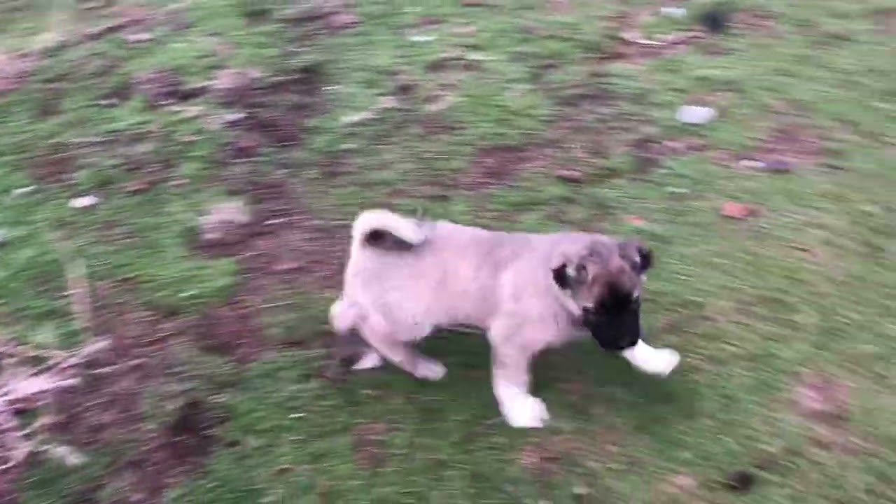 KANGAL DOG
