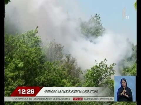 კოლხური ბზის შეწამვლის სამუშაოები