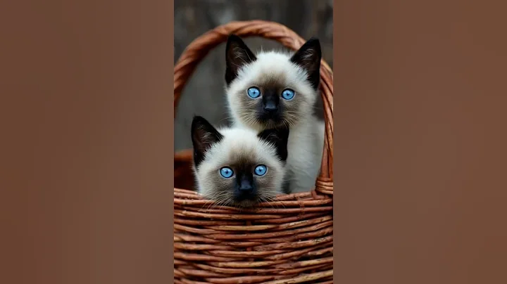 Video 11685381: siamese cat pets kitten, siamese cats pets cute, eyes siamese kitten, adorable siamese kittens, blue eyed siamese cat