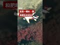 幫助對抗洛杉磯大火的「粉紅色粉末」是什麼？－ BBC News 中文#shorts