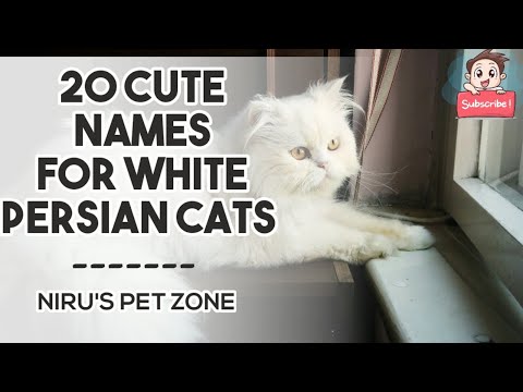 Video: How To Name A Persian Cat