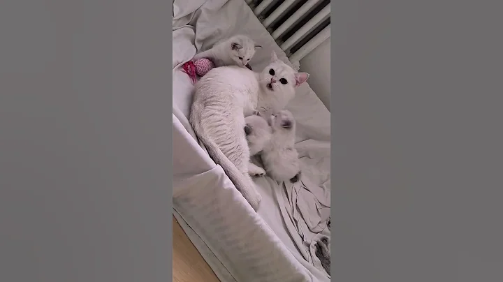 Watch the video about She loved to be a mum #ragdoll #whitebritishshorthair #britishshorthair #kitten #cat