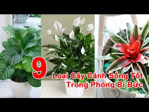 Video 9 Loại Cây Cảnh Sống Tốt Trong Phòng Bí Bức - youtube