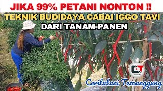 JIKA 99% PETANI NONTON ‼️ TEKNIK BUDIDAYA CABAI IGGO TAVI DARI TANAM SAMPAI PANEN PASTI HASILNYA JOS