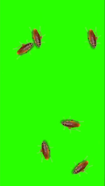 Cockroach Crawling Green Screen VFX