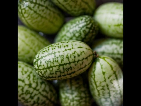 Wideo: Kiedy dojrzeje melon pepino - dowiedz się więcej o zbieraniu pepino w ogrodzie