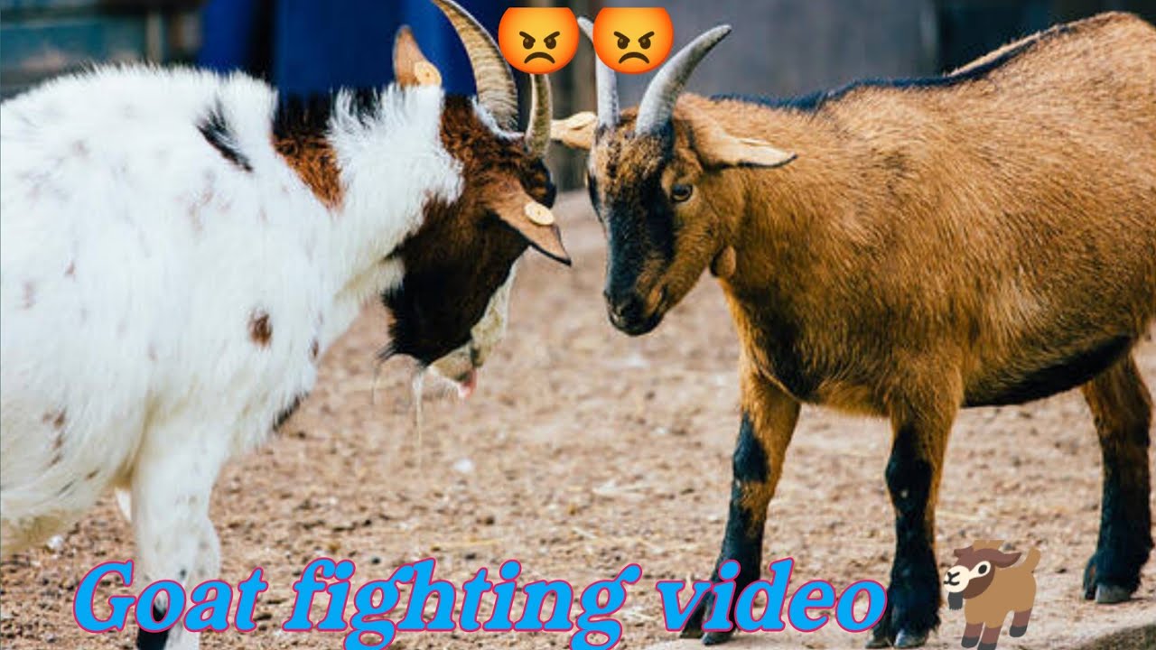Goat Clashing Goat fighting video 🐐🐐,#villagegoat #goat #goatfarm #goatfarmlife # ...