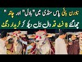 “Badal” & “Chand” Take Over Northern Bypass Mandi — 8-Foot Bulls Leave Buyers Stunned