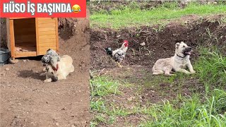 Sapik Horoz Hüso Yi̇ne İş Başinda