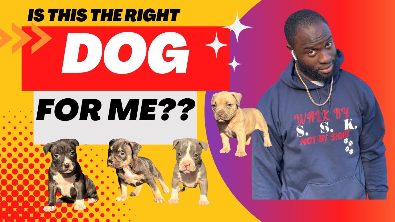 Whats The RIGHT Dog For “ME”??? YouTube