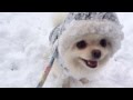 雪ではしゃぐポメラニアン