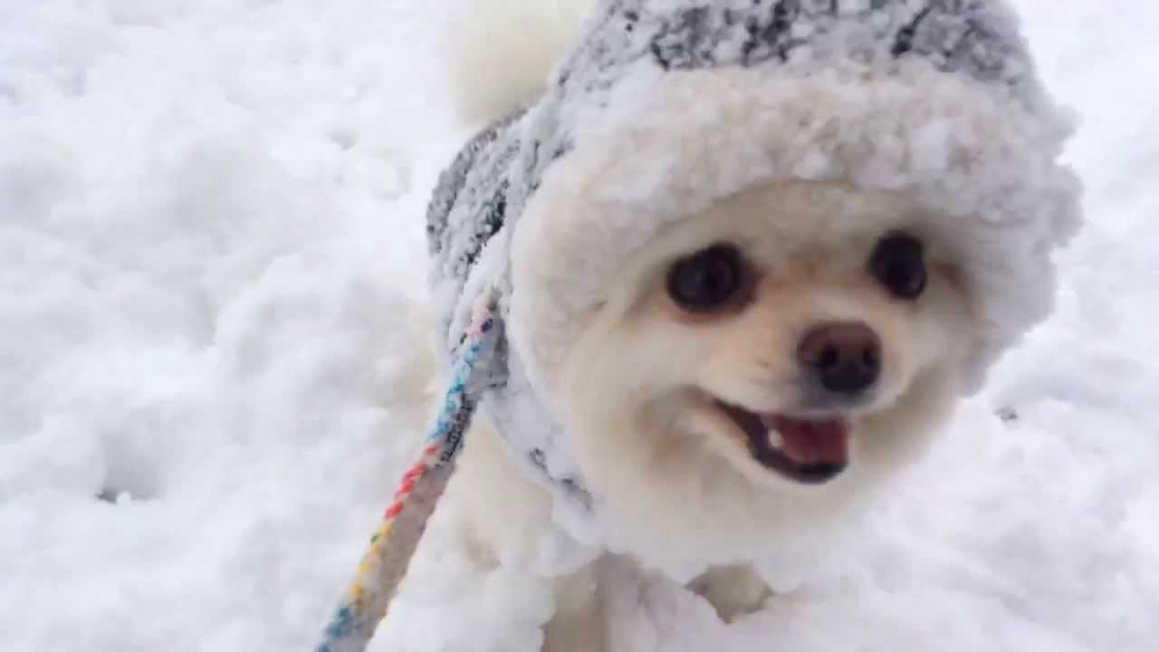 雪ではしゃぐポメラニアン Youtube