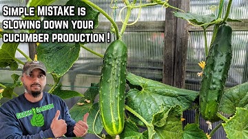 Cucumber Growing & Harvest Tips Wish I