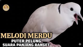 Puter Pelung Gacor Suara Panjang Banget Irama Enak ‼️