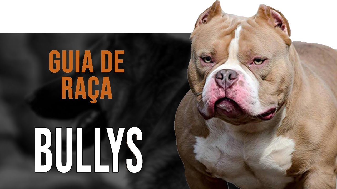 AMERICAN BULLY - Tudo sobre a raça