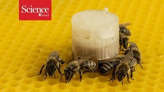 Honey bees and zebra fish come to a consensus, thanks to a little robotic intervention